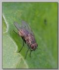 Lispocephala erythrocera